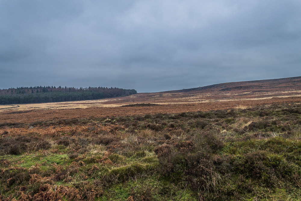 Bunker's Hill Wood